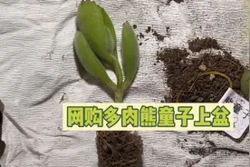 网购多肉熊童子怎么上盆视频封面