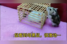 公仓鼠脑袋被夹后，智商经常不在线，求爱变得格外吃力。