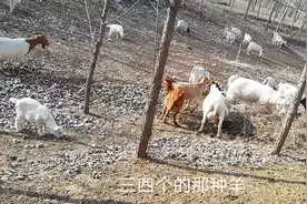 羊瘦的原因，有五种