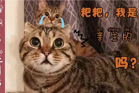 猫爸带娃的搞笑沙雕日常，真是父爱如山体滑坡啊！视频封面