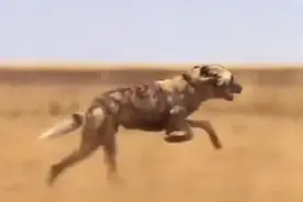 动物世界-野狗长跑耐力有多强？马拉松冠军都望尘莫及视频封面