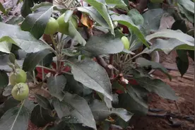 苹果褐斑病的识别、发病条件及如何防治？