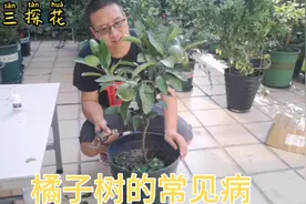 橘子树生了蚧壳虫，简单处理就可恢生机！视频封面