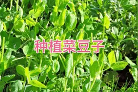 农村大嫂是如何种植菜豆子的，让菜豆多得吃不完视频封面