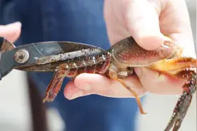 小龙虾寄生虫很多，用这种方法清理一点不担心，干净又健康视频封面