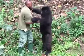 大猩猩缠着饲养员不放，无奈之下打了猩猩一巴掌，下一秒憋住别笑视频封面