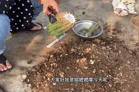 仙人球切过晾干伤口怎么栽嫆嬷嬷摩给大家分享一下自己仙人球栽种视频封面