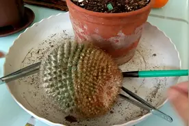 仙人球烂根手术后十天上盆，看看还能活吗，请大家指点方法对不对视频封面