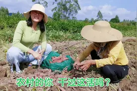婆媳俩一起挖红薯，红薯被老鼠偷吃了，看这收成有点尴尬