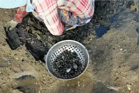 海边赶海挖到好多蛤蜊，几位大姐却说这是花蛤与刺蛤，涨知识了视频封面