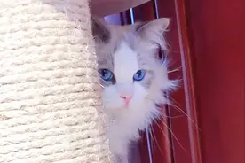 猫咪模仿人类跳钢管舞，身姿妖娆妩媚，网友：配音才是最大的亮点视频封面