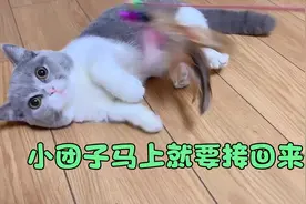 寄养在别人家的猫咪，跟我都不亲。好难过。视频封面