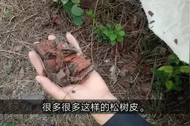 听网友说纯松树皮也能种兰花，阿虎也去捡点回来试试视频封面