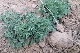 山坡上发现了百年野艾叶，据说五月五才能采摘，老怪激动了。