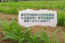 你们吃的小米知道是怎么长出来的？你可知道里面凝结了多少人血汗