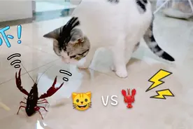 猫咪大战小龙虾，小龙虾好气好气，猫根本没在怕的视频封面