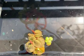 观背青鳉（小鱼苗）视频封面