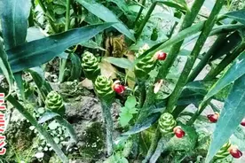 吃了20多年的生姜，今天终于看到姜开花的样子了，长得像蝴蝶一样视频封面