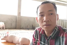 猪肠粘膜受损导致经常拉稀，农村大哥这样处理，效果还不错视频封面
