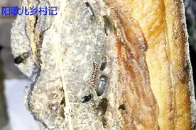 腊肉也会长虫吗？这两种腊肉虫，专门吃瘦肉！视频封面