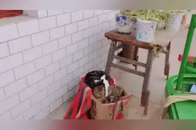 猫冬的意思总算亲眼所见。而狗子却相反视频封面