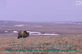 记录片：自然史诗之旅-北美驯鹿视频封面
