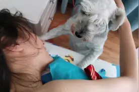 你家狗想上厕所是什么样的？我家的狗想上厕所就会跑来撒娇视频封面