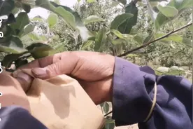 套袋听说一天能挣四五百元你会吗