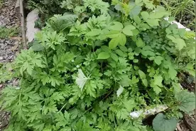 艾草有几个种类，有种吃错会坏肚子，怎么辩认，看完就懂了