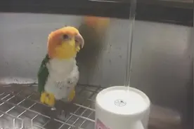 自从家里养了一只猫，这只鹦鹉整天学猫叫让主人很头疼！