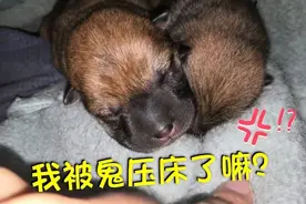 田园犬奶狗睡得正香，却突然被压大腿，全程哇哇大叫好心塞！