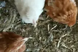 大肠杆菌是从哪里来的？