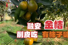 好喜欢，融安金桔带皮吃脆脆甜甜的，削皮吃能吃出硬柿子的味道！视频封面