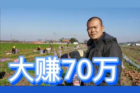 老板种了150亩胡萝卜，每亩卖了7000元，大赚了70多万啊视频封面