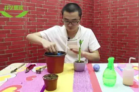 观音竹要这样养，才不黄叶，叶片翠绿油亮，摆在房间很美观视频封面