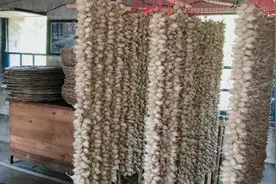 东北辽宁茧种到家，串茧挑茧挂茧全过程学问很大，大鹅攻击我意外