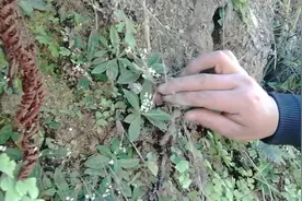 这种植物叫蜘蛛香，开小白花，你认识吗视频封面