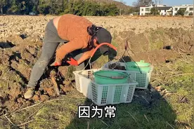 农村最具前景的种植业，一亩地收入20000元，看看种的是什么视频封面