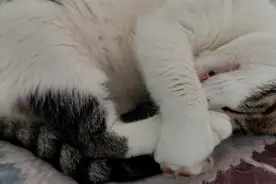 猫咪天一凉就双手抱着双脚窝一坨睡觉，还抖动做梦在？太可爱了！视频封面