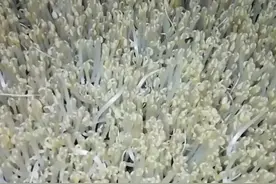 零添加无根绿豆芽全程只用水和豆子五项国家专利视频封面