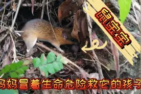 小伙子惊动到老鼠窝，鼠妈妈出于本能，冒着生命危险救它的孩子视频封面