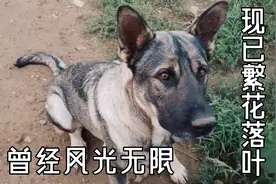 曾经东北第一斗犬.狼青 遇到舔狗后的表现 好搞笑！视频封面