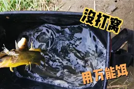 野钓不用打窝，用万能饵，鲫鱼上钩还是很快的