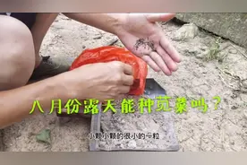 “苋菜”八月份露天能种吗？他们说种不了，小礼不信种一块尝试下视频封面