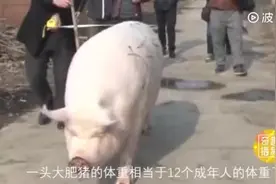 重1500斤的中国猪王，老汉养了10年不舍得卖视频封面