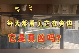 两只小鸽子相继被踩死，会不会是其它鸽子干的呢视频封面