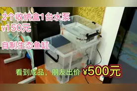 用2个收纳盒1台水泵自制生态鱼缸，看到成品朋友出价500没舍得卖