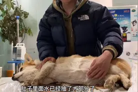 狗狗得了严重的腹水肚大如球，忍痛配合治疗，整整放出了四杯水视频封面