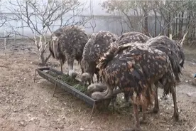 鸵鸟的销路在哪里，视频封面