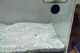 如何用鸡蛋黄喂养迷你鹦鹉幼鱼？视频封面